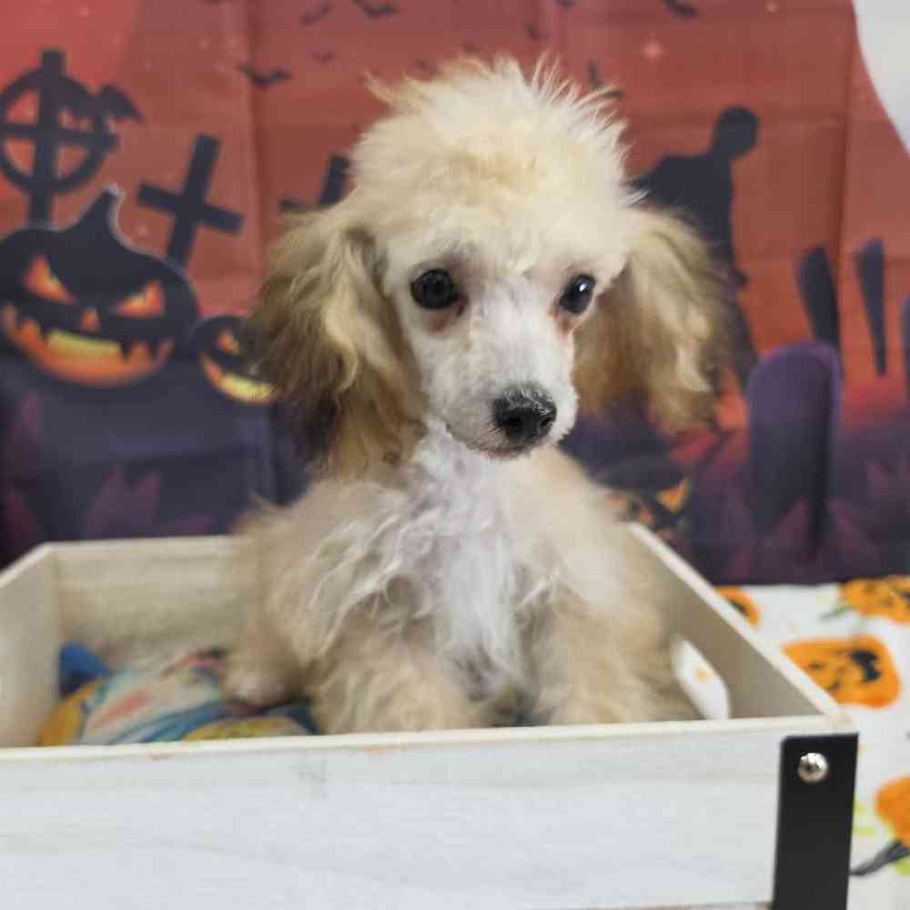 Female Poodle Toy Puppy for Sale in Virginia Beach, VA