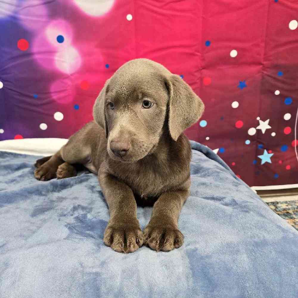 Female Labrador Retriever Puppy for Sale in Virginia Beach, VA