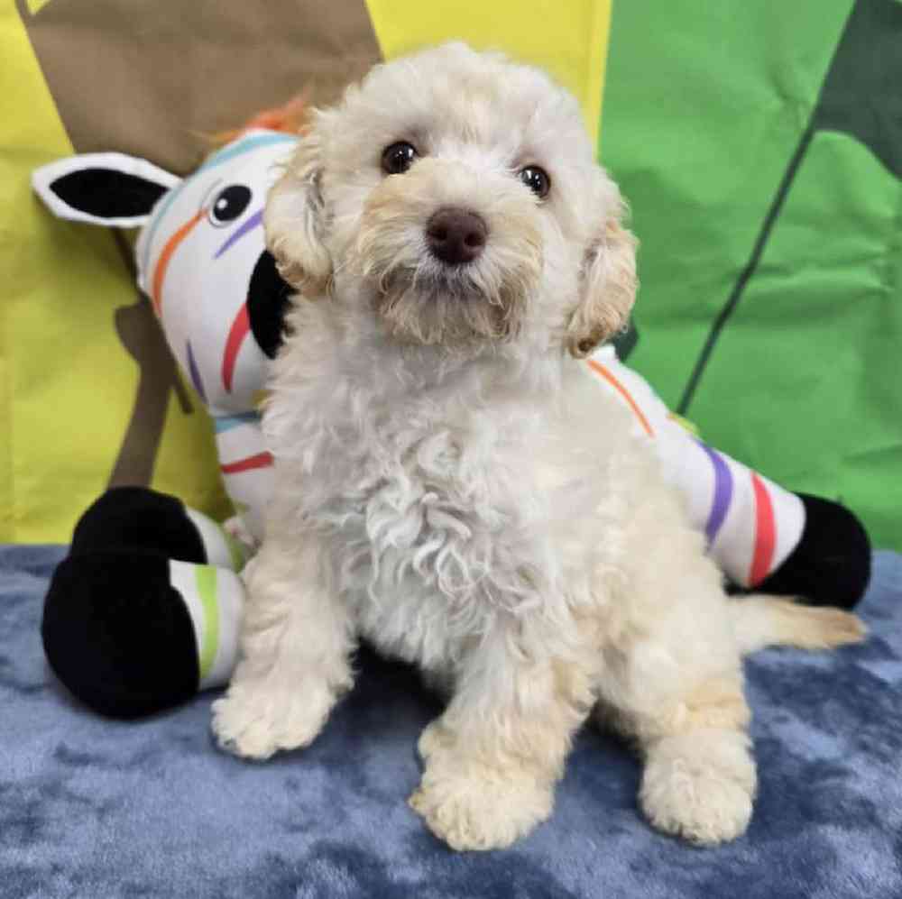 Female Poodle Toy Puppy for Sale in Virginia Beach, VA