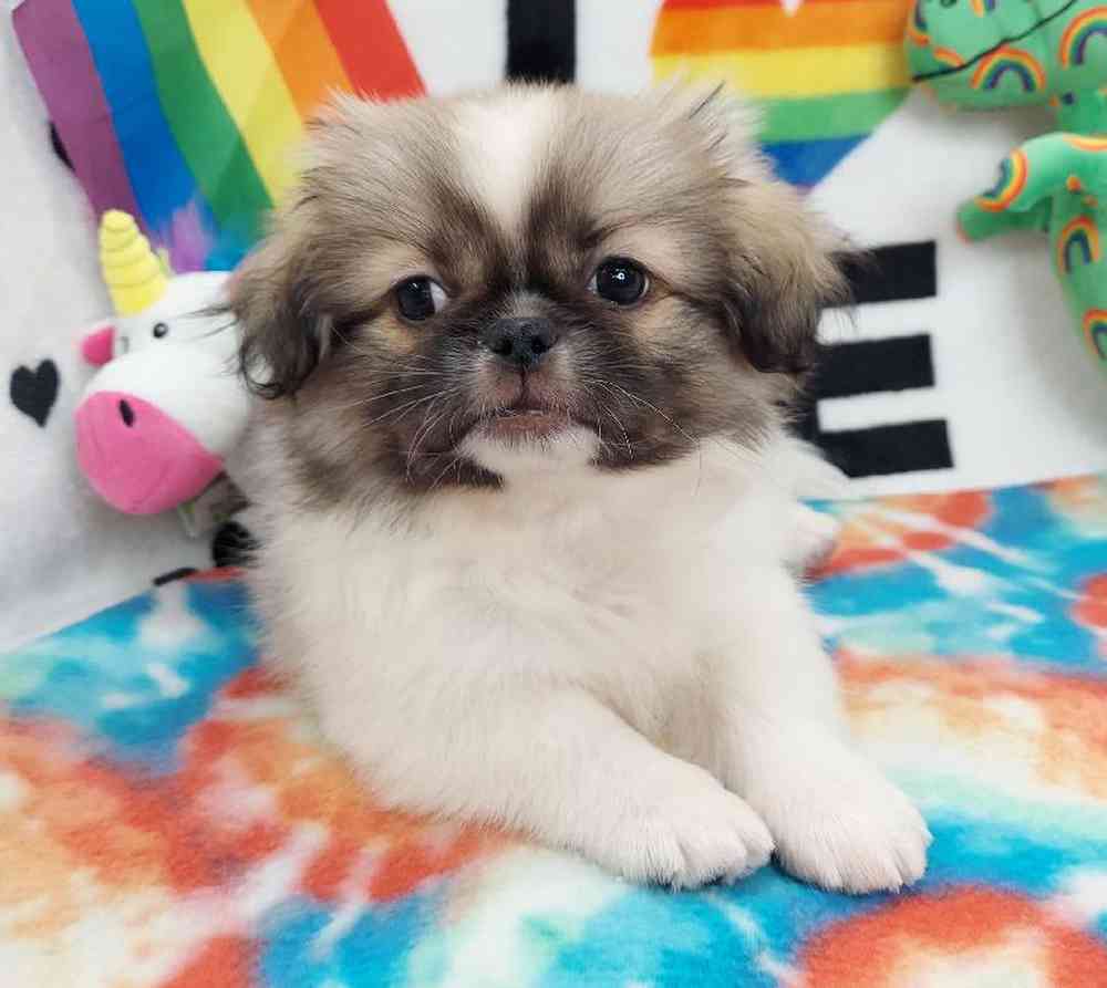 Male Pekingese Puppy for sale