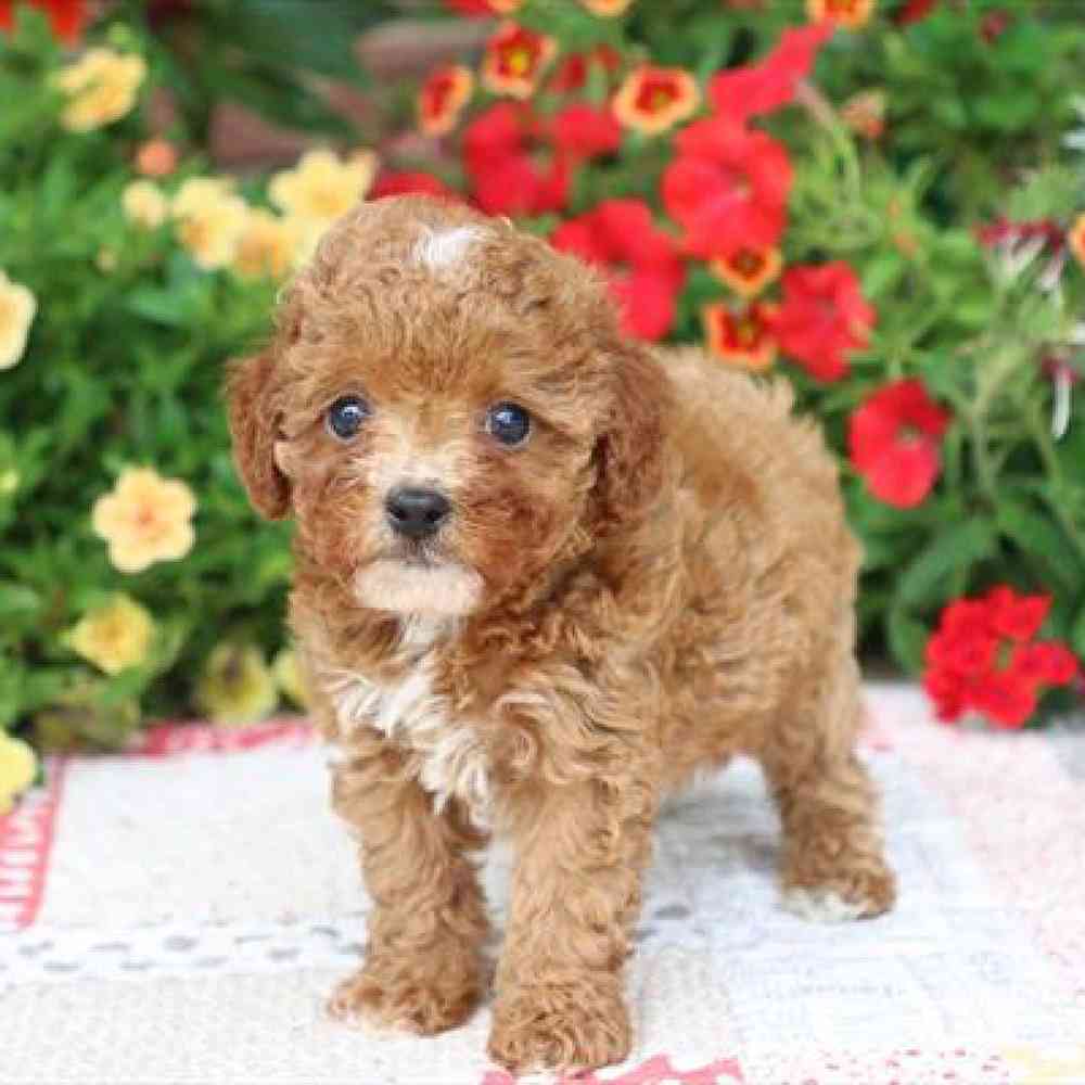 Female Cavapoo Puppy for Sale in Virginia Beach, VA