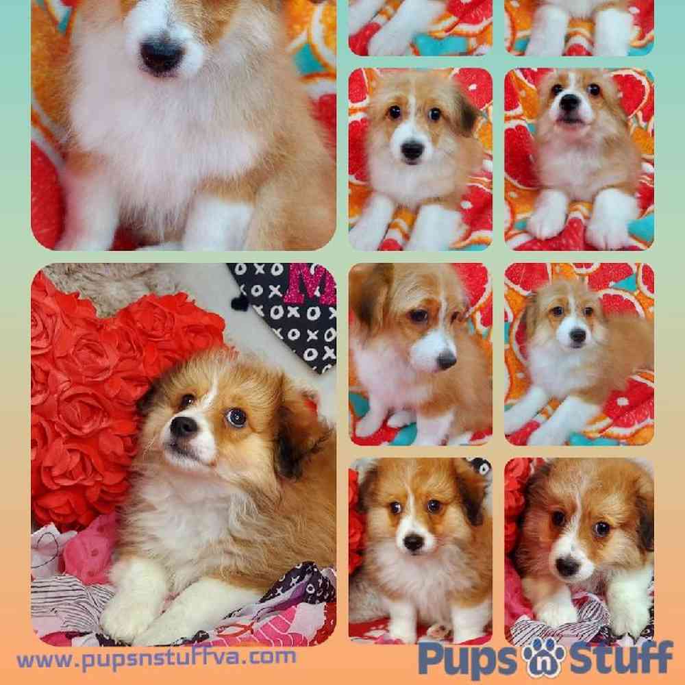 Male Toy Aussiedoodle Puppy for sale