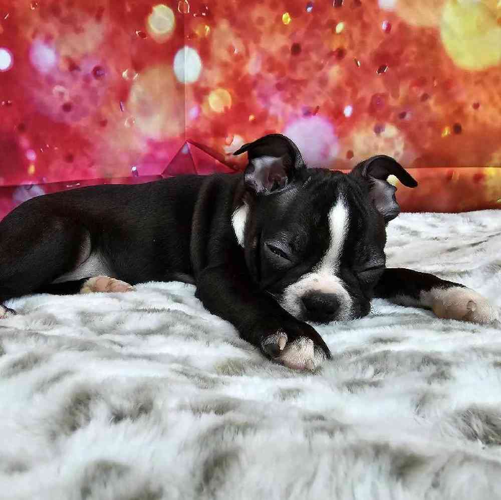 Male Boston Terrier Puppy for Sale in Virginia Beach, VA