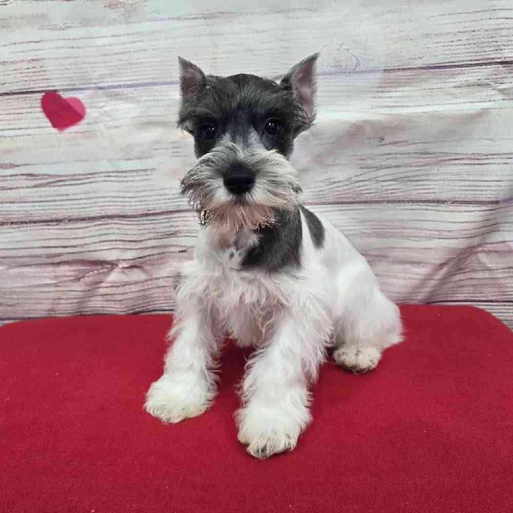 Male Mini Schnauzer Puppy for Sale in Virginia Beach, VA