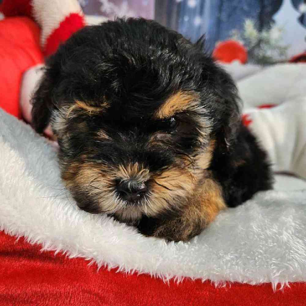 Female Morkie Puppy for Sale in Virginia Beach, VA