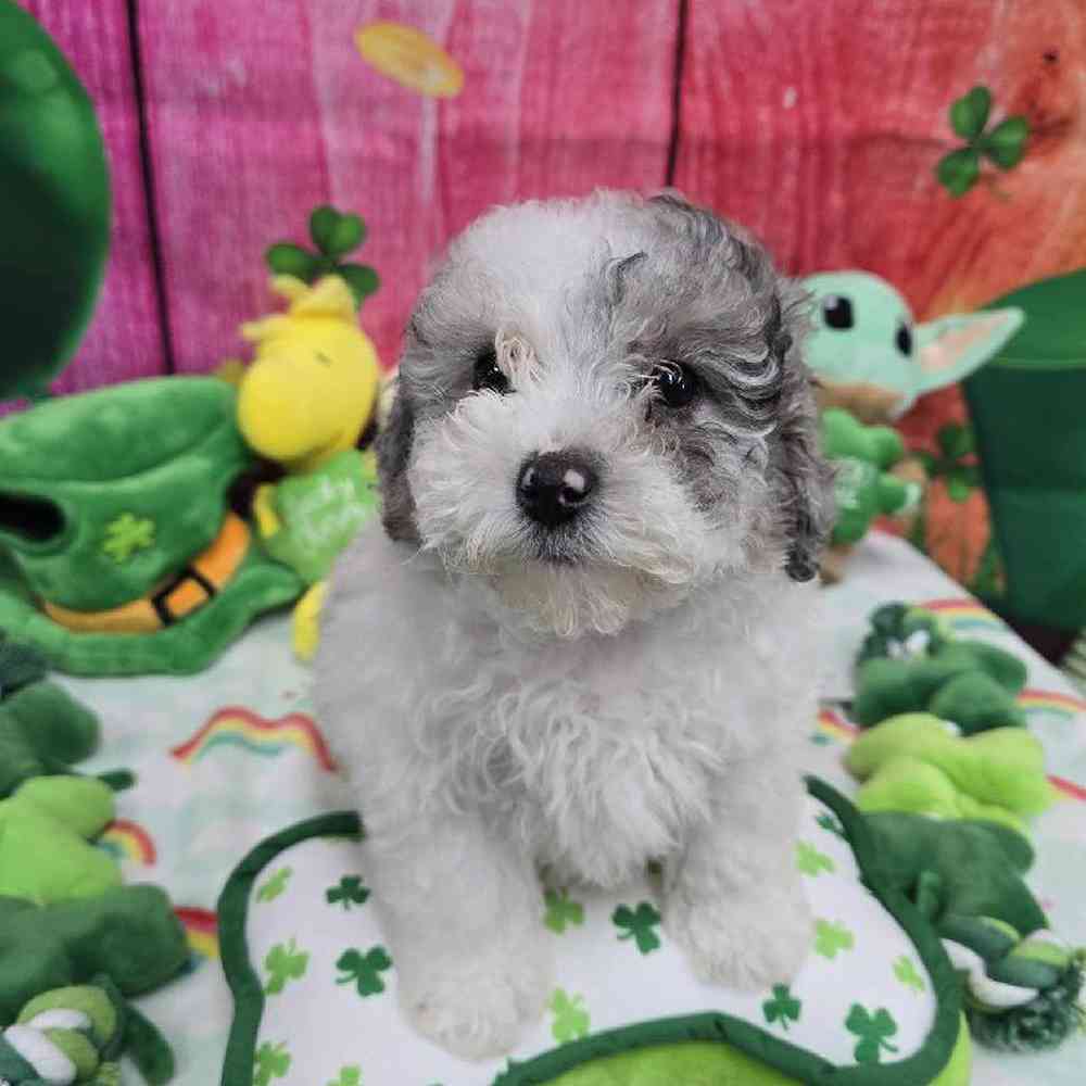 Female Maltipoo Puppy for Sale in Virginia Beach, VA