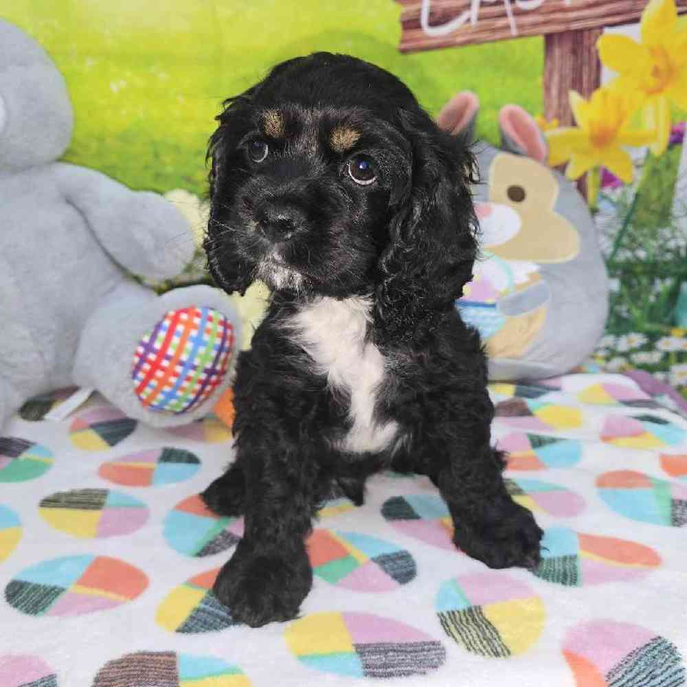 Male Cocker Spaniel Puppy for Sale in Virginia Beach, VA