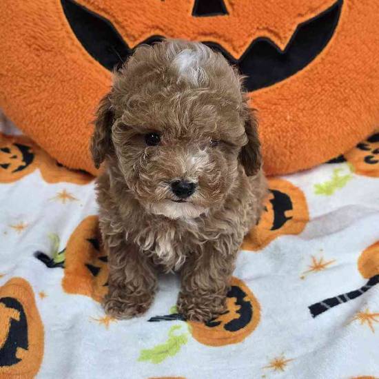 Maltipoo