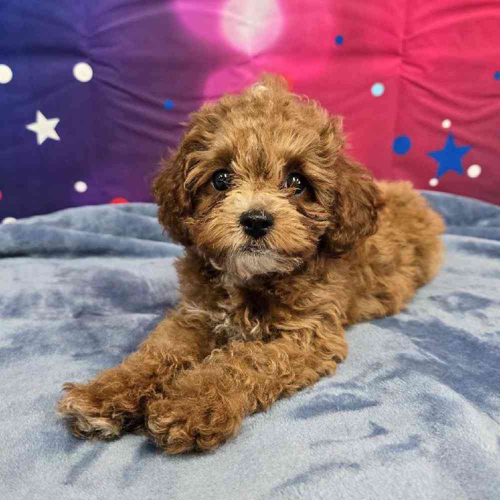 Female Cavapoo Puppy for Sale in Virginia Beach, VA