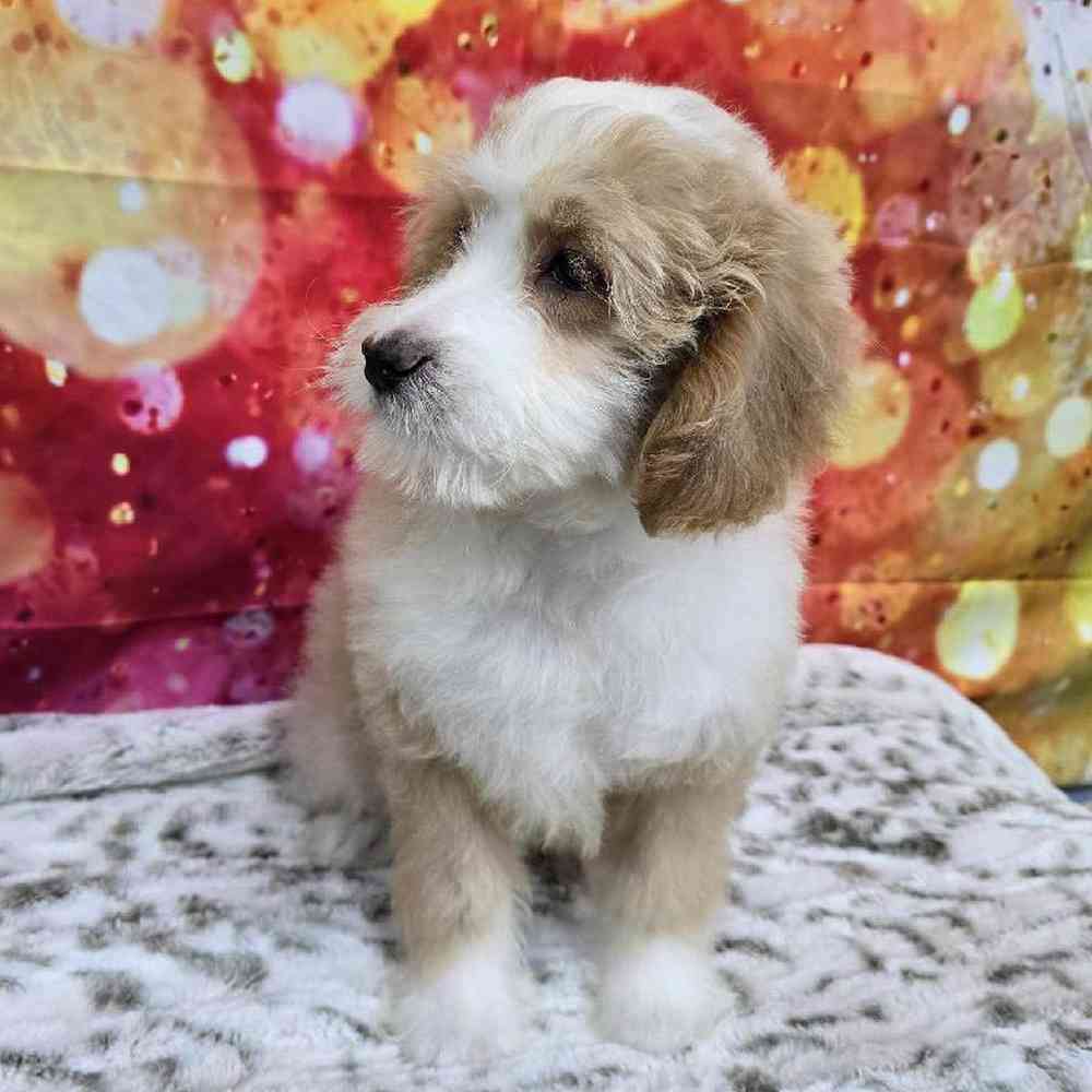 Male Mini Woodle Puppy for Sale in Virginia Beach, VA