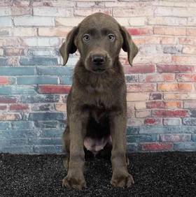 Labrador Retriever