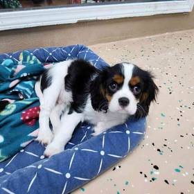 Cavalier King Charles Spaniel