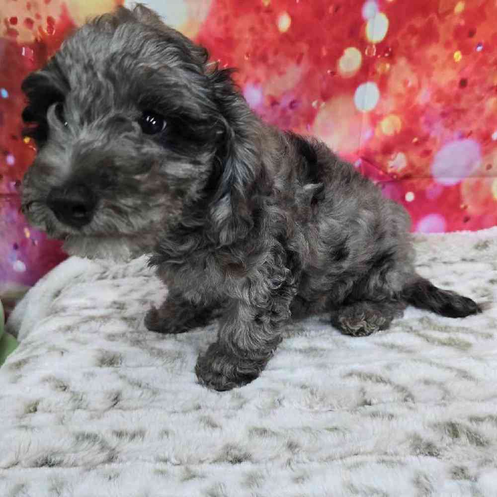 Female Mini Goldendoodle Puppy for Sale in Virginia Beach, VA