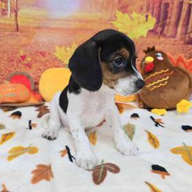Beagle