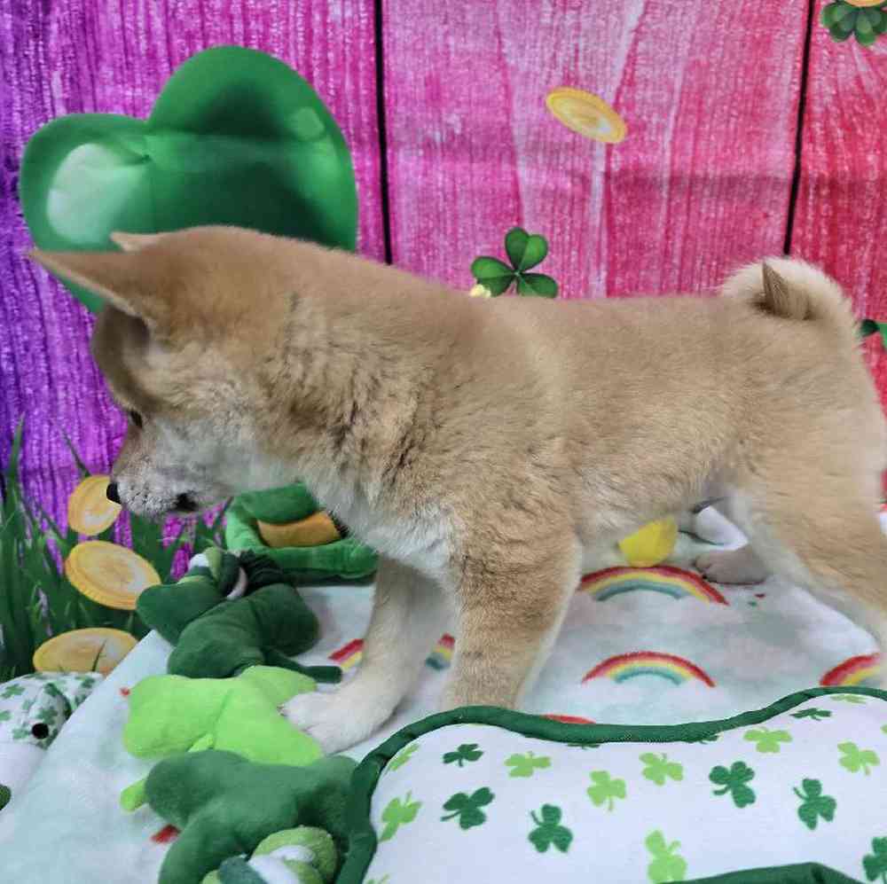 Male Shiba Inu Puppy for Sale in Virginia Beach, VA