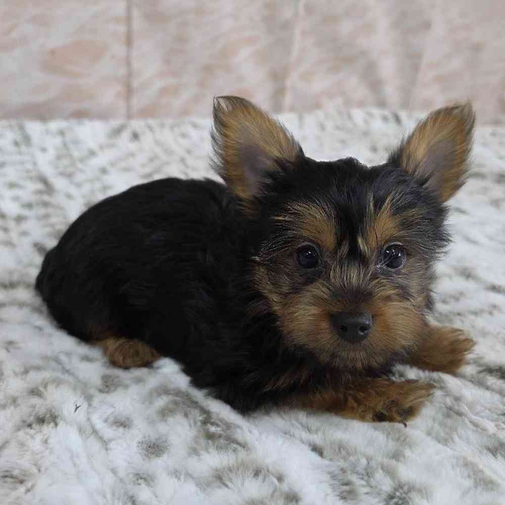 Male Yorkie Puppy for Sale in Virginia Beach, VA