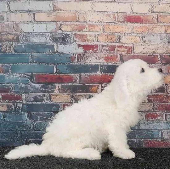 Bichon