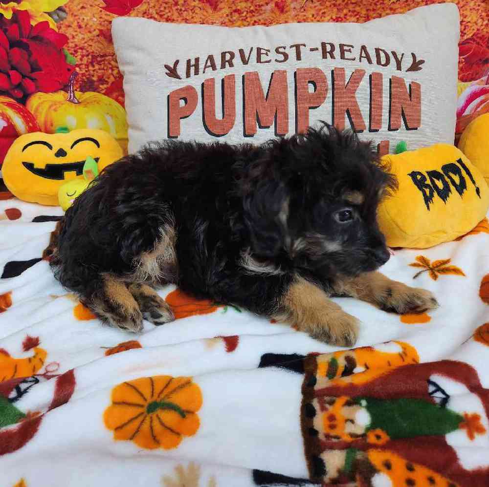 Male Mini Bernadoodle Puppy for Sale in Virginia Beach, VA