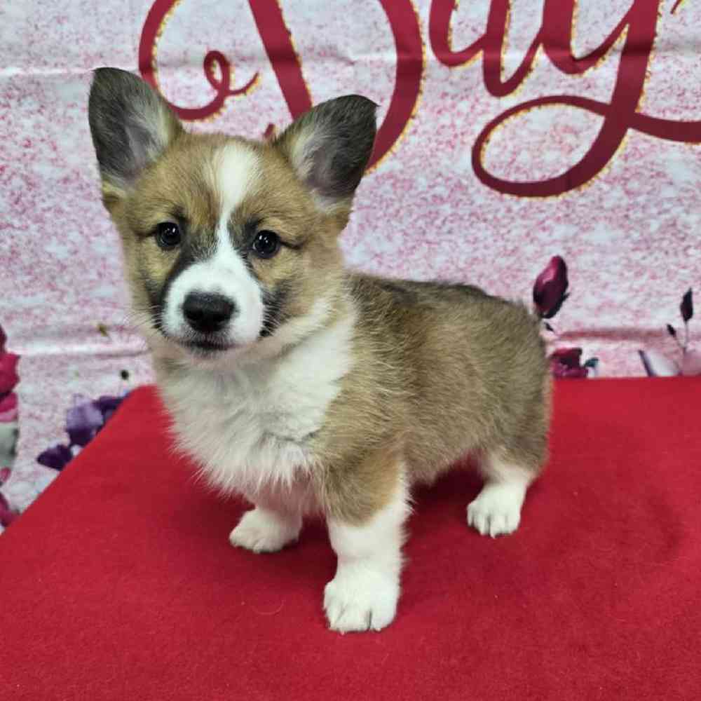 Female Pembroke Welsh Corgi Puppy for Sale in Virginia Beach, VA
