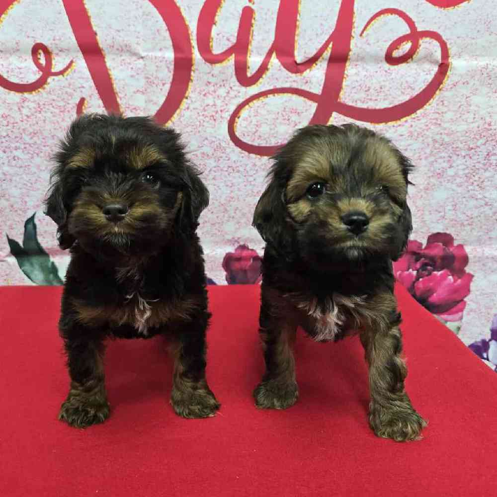Female Cockapoo Puppy for Sale in Virginia Beach, VA