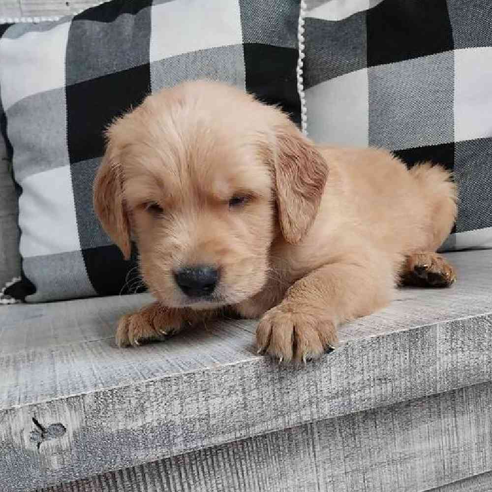 Male Golden Retriever Puppy for Sale in Virginia Beach, VA