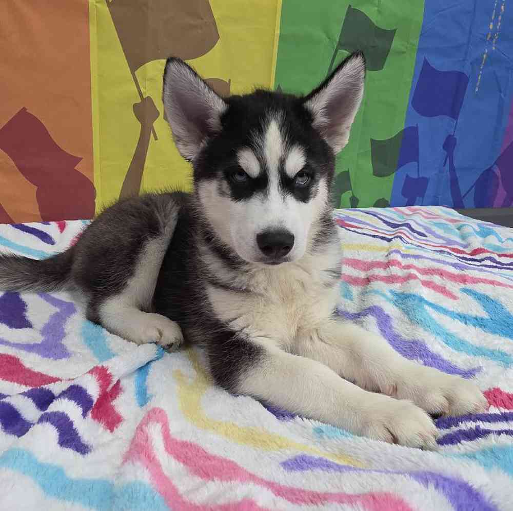 Male Siberian Husky Puppy for Sale in Virginia Beach, VA
