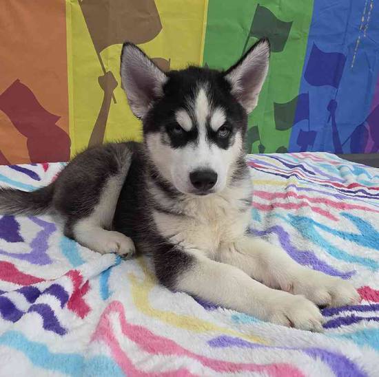 Siberian Husky