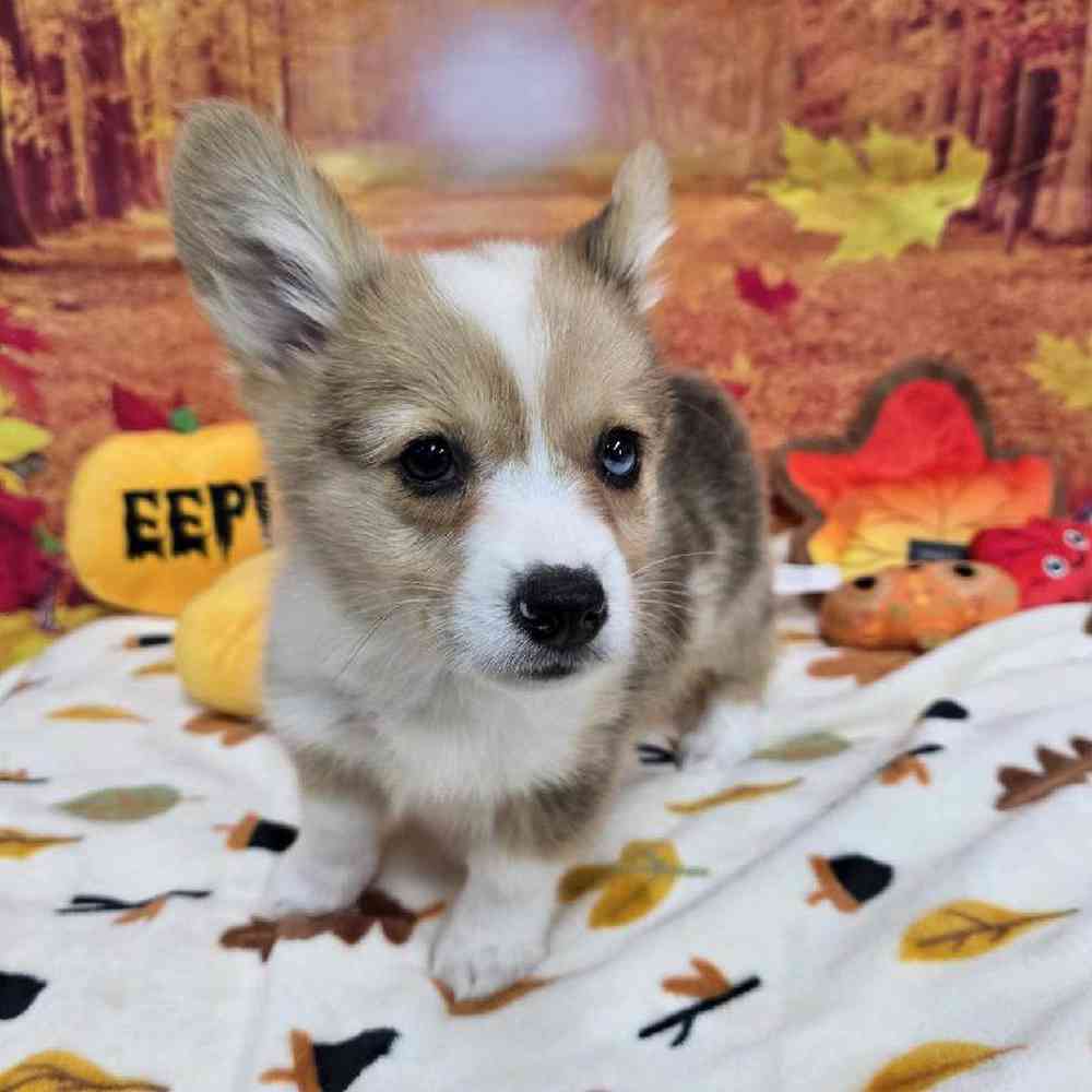 Male Pembroke Welsh Corgi Puppy for Sale in Virginia Beach, VA