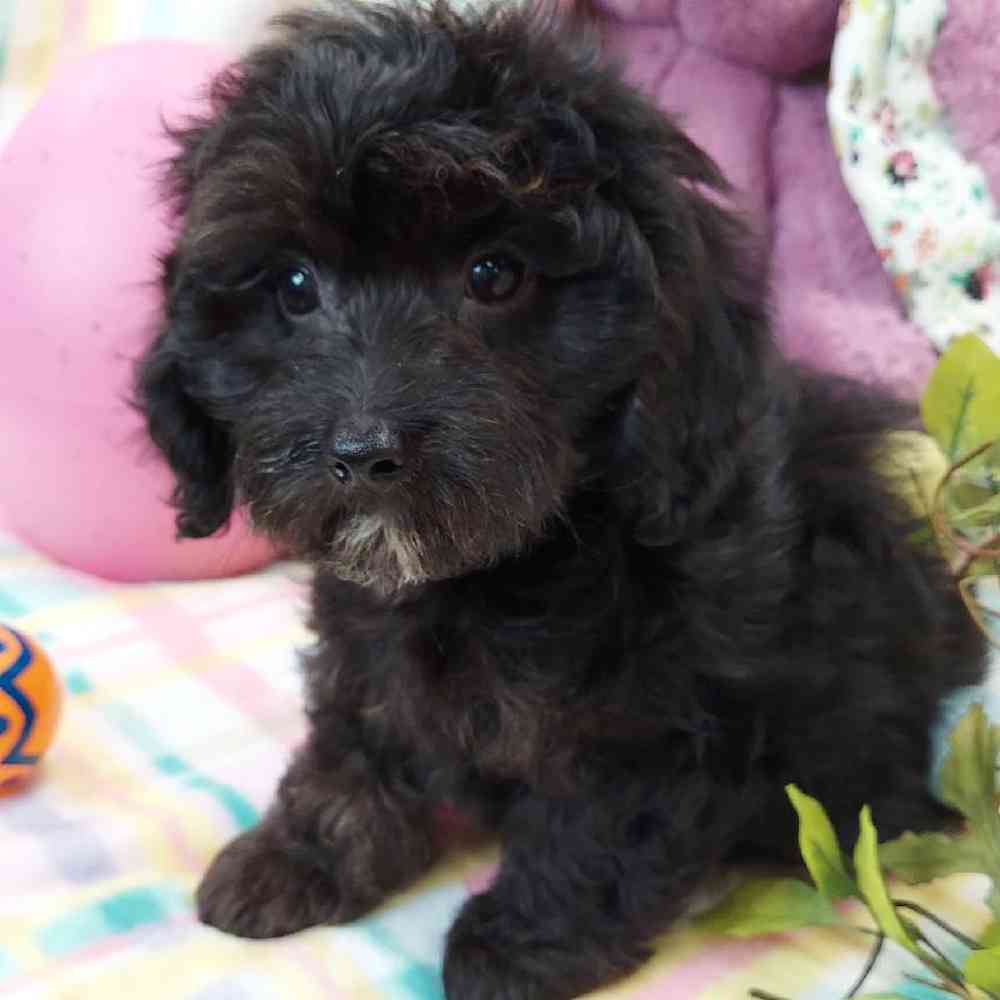 Male Dachshund-Cavalier King Charles Spaniel Puppy for sale