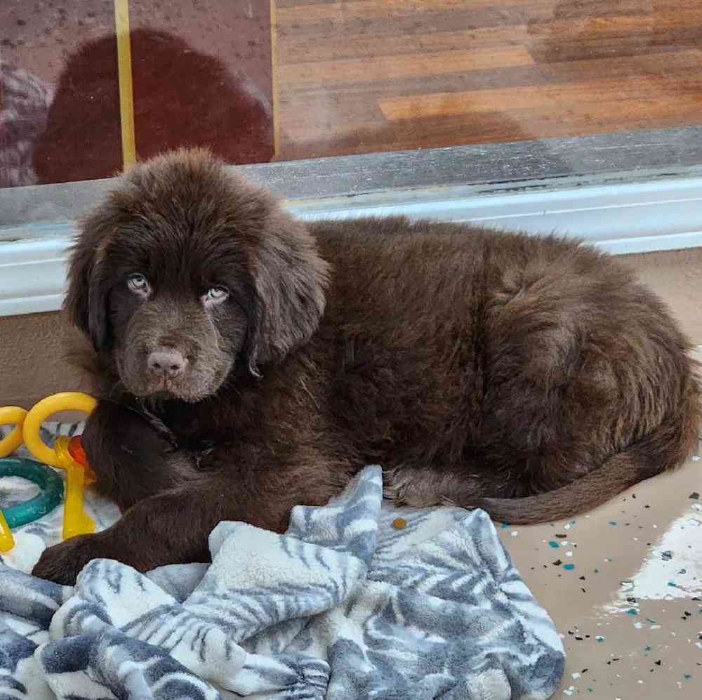 Male Newfoundland Puppy for Sale in Virginia Beach, VA