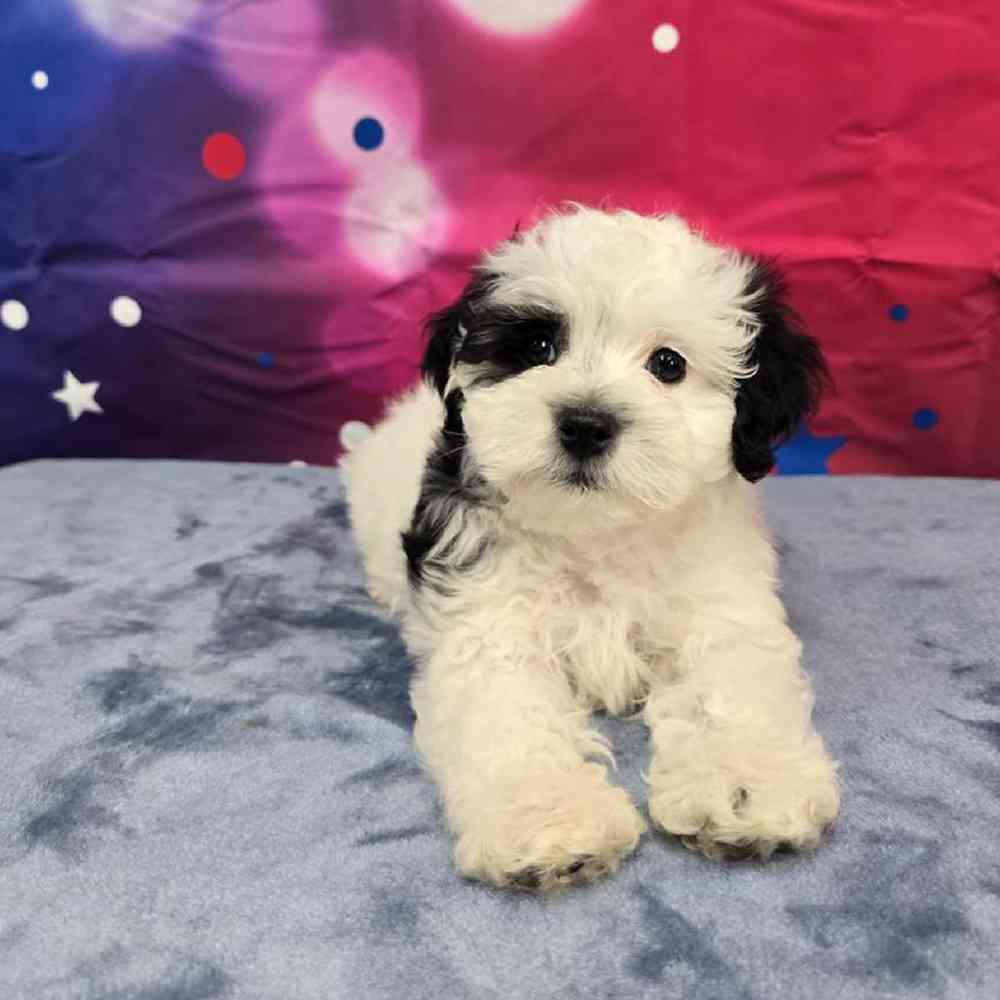 Male Maltipoo Puppy for Sale in Virginia Beach, VA
