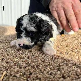 Mini Aussiedoodle