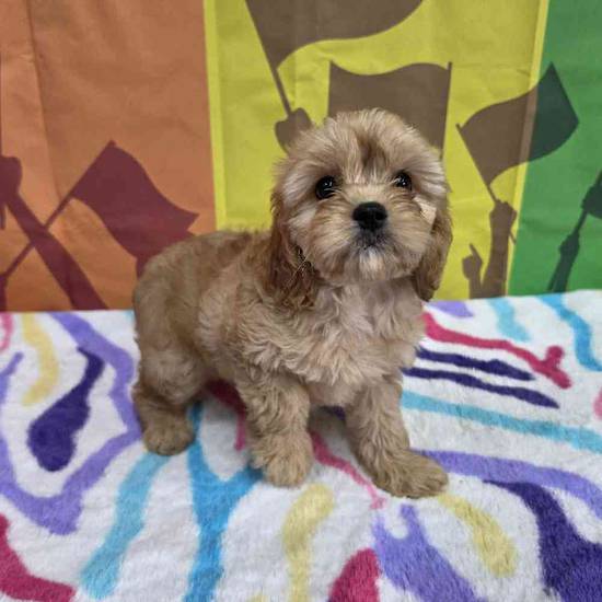 Cavapoo