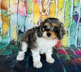 Cockapoo