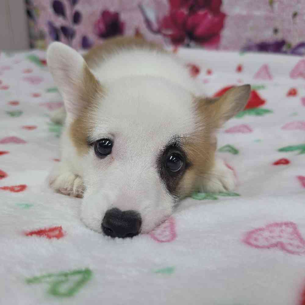 Male Pembroke Welsh Corgi Puppy for Sale in Virginia Beach, VA