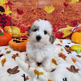 Bichonpoo