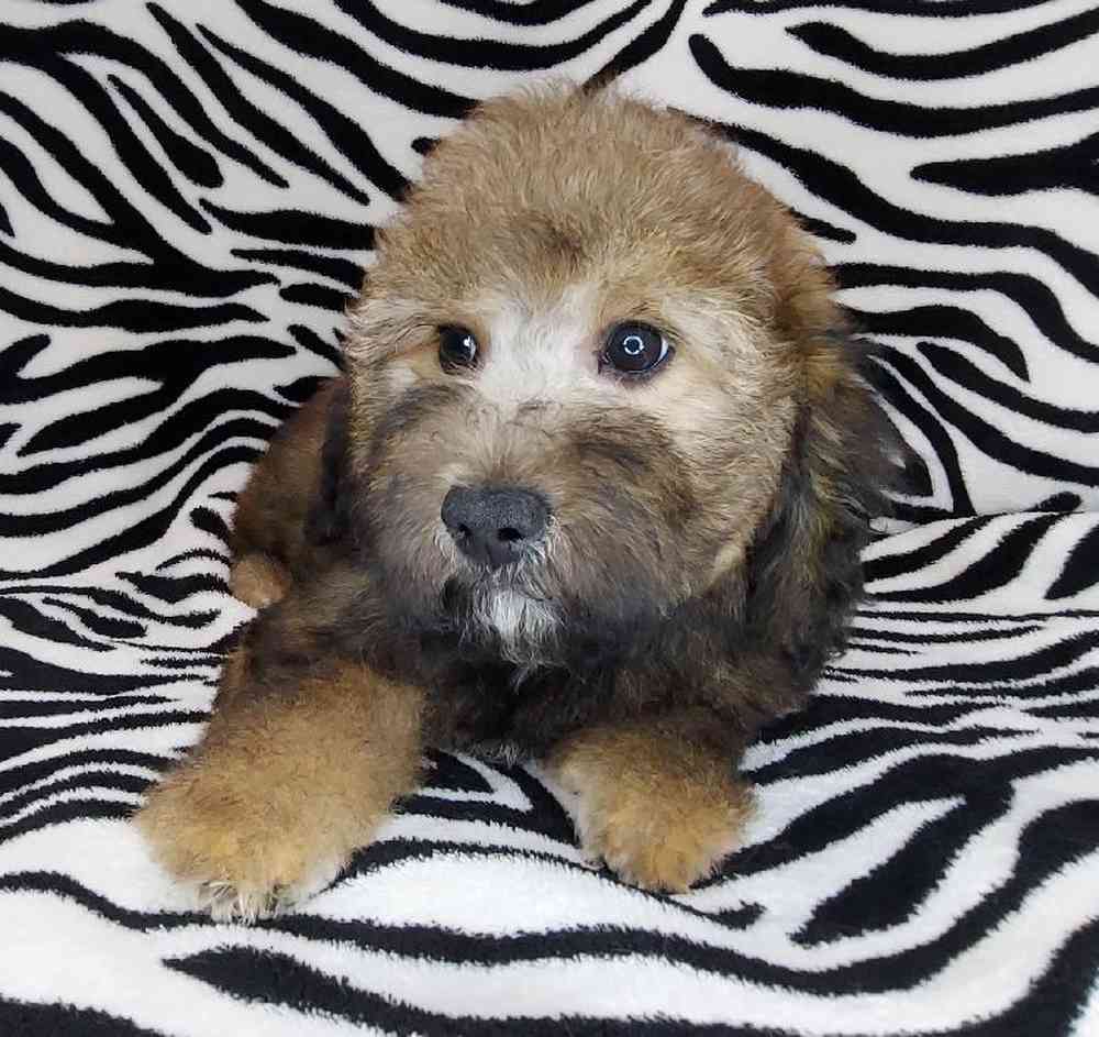 Female Mini Goldendoodle Puppy for sale