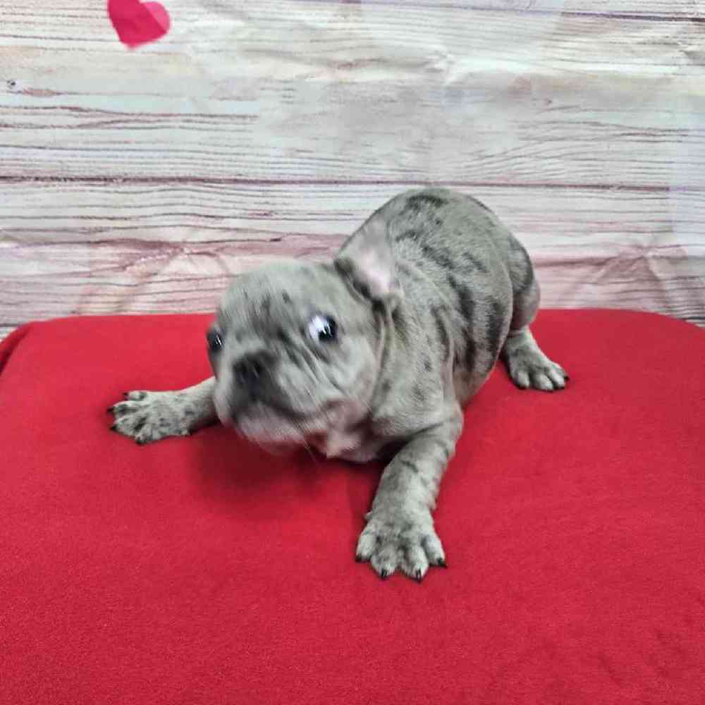 Male French Bulldog Puppy for Sale in Virginia Beach, VA