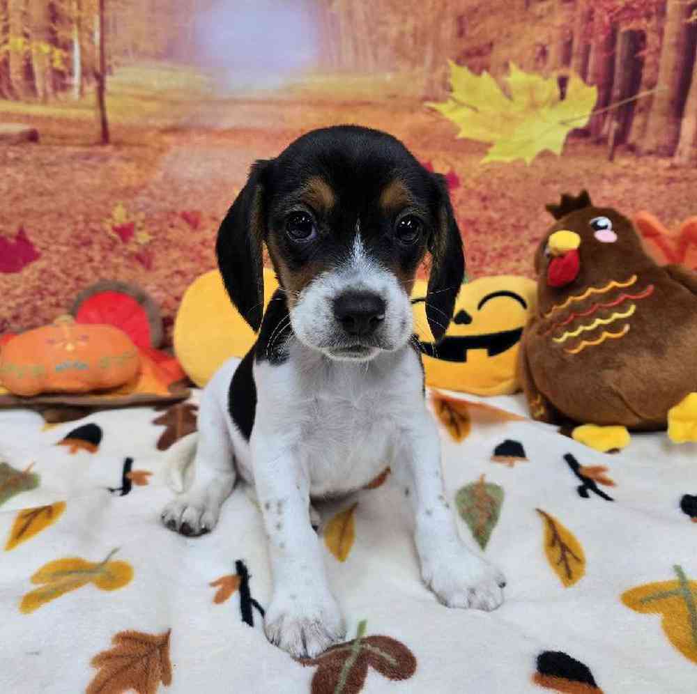 Male Beagle Puppy for Sale in Virginia Beach, VA