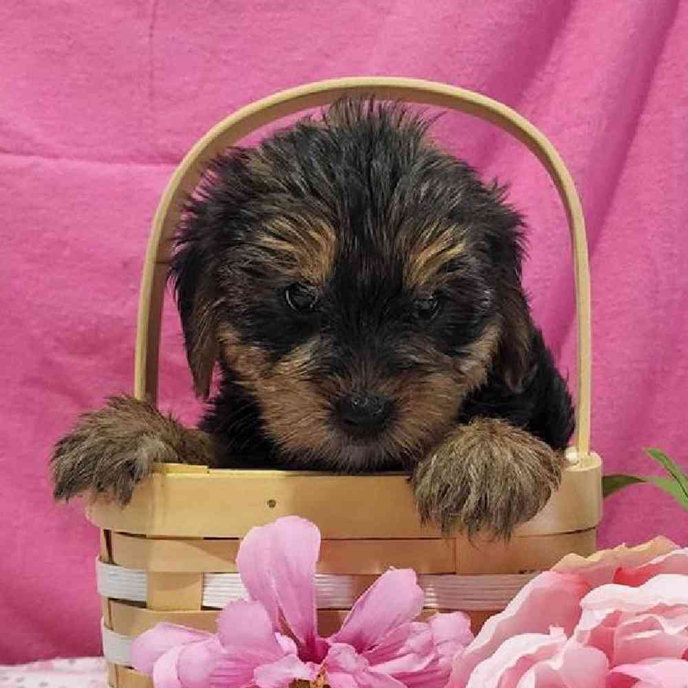 Female Yorkie Puppy for sale