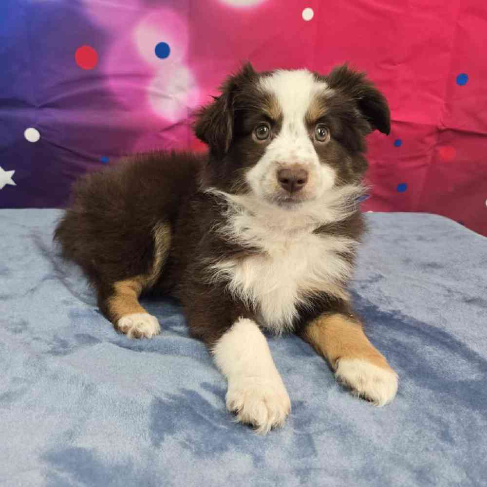 Female Mini Aussie Puppy for Sale in Virginia Beach, VA