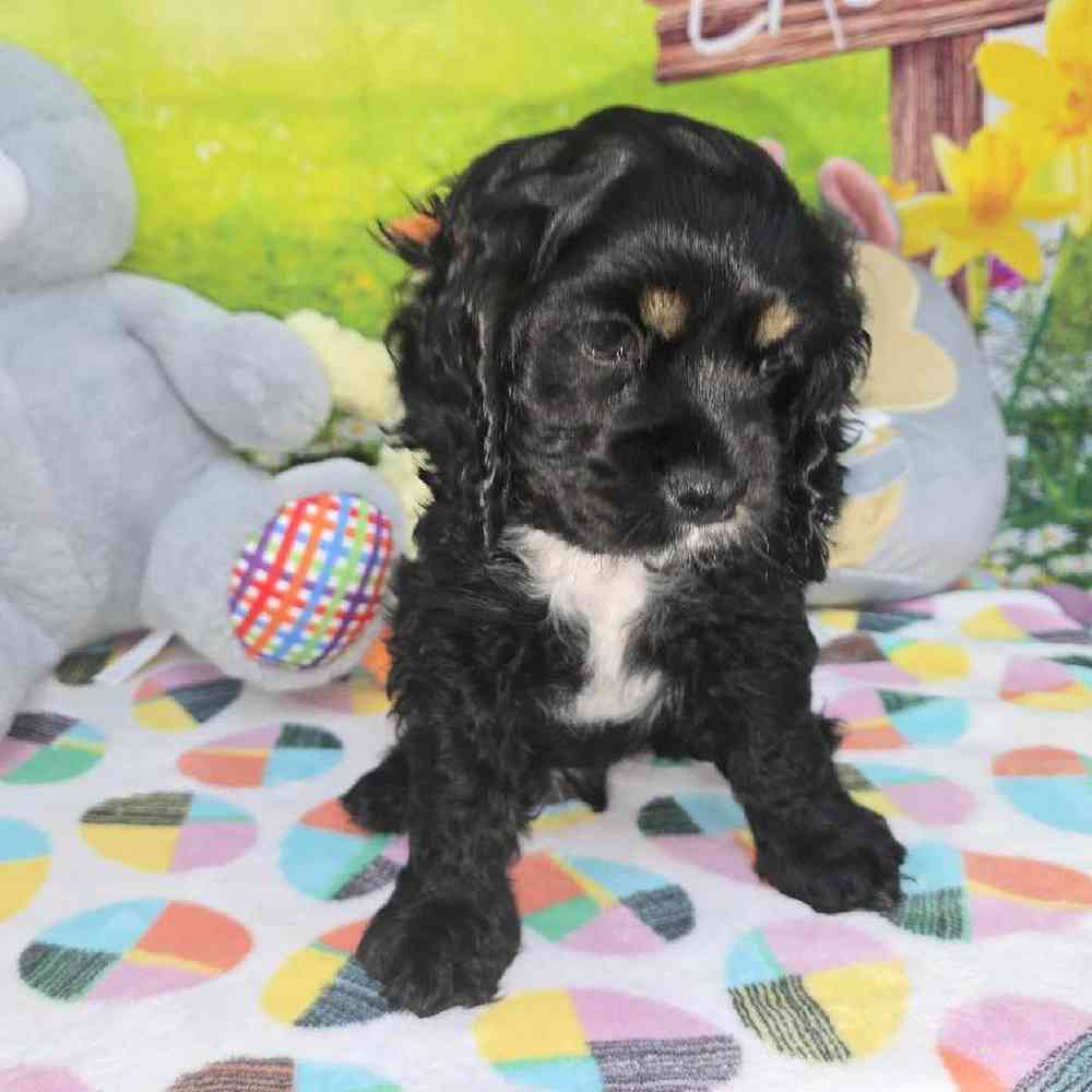 Male Cocker Spaniel Puppy for Sale in Virginia Beach, VA