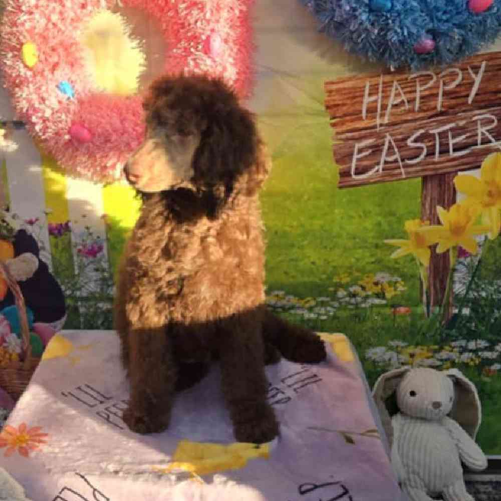 Male Standard Poodle Puppy for Sale in Virginia Beach, VA