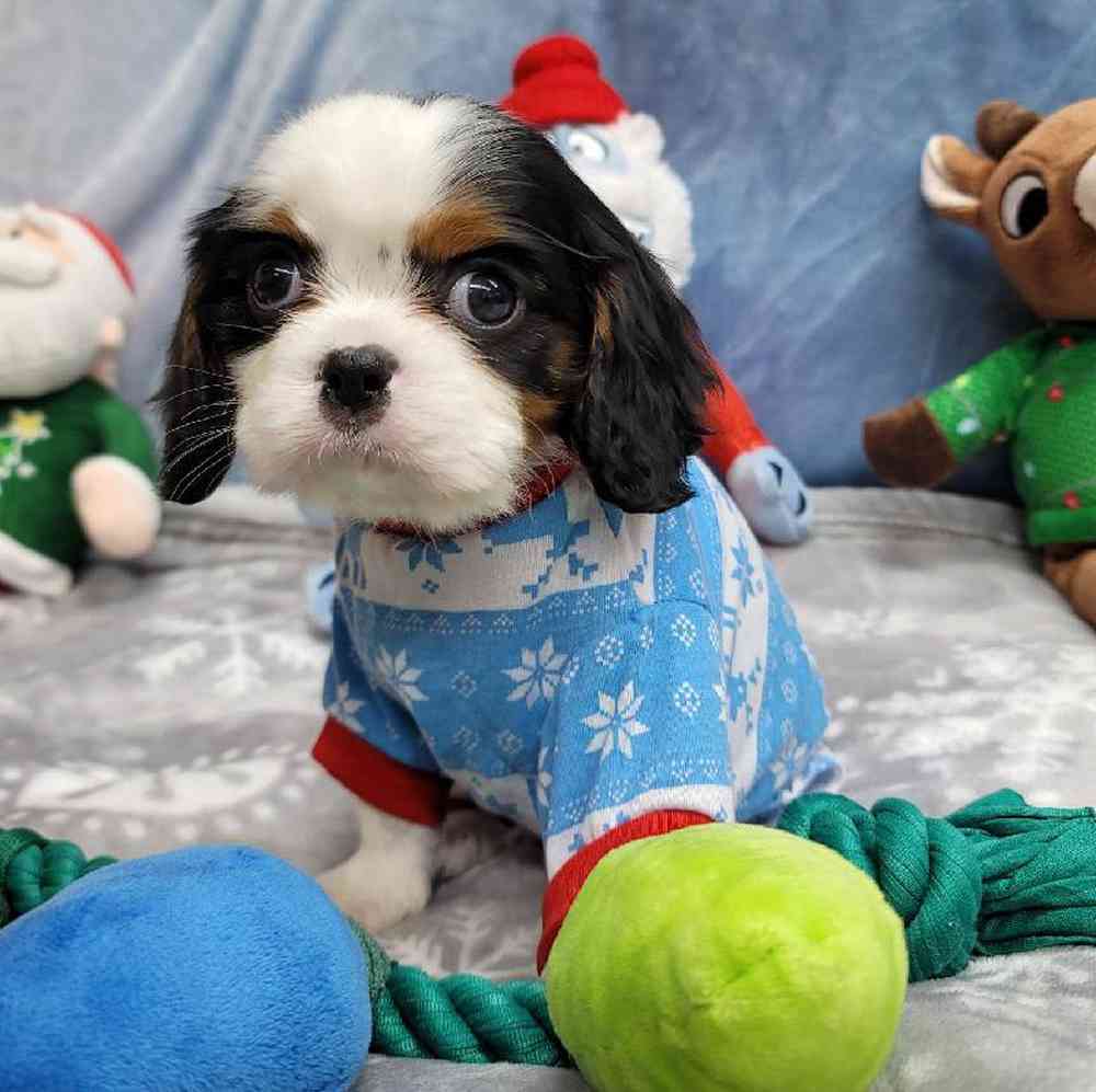 Male Cavalier King Charles Spaniel Puppy for Sale in Virginia Beach, VA