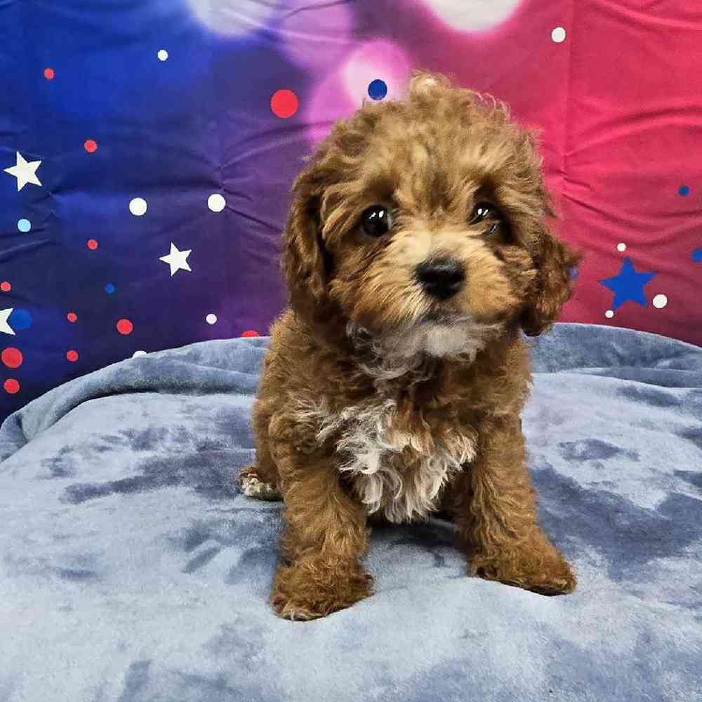 Female Cavapoo Puppy for Sale in Virginia Beach, VA