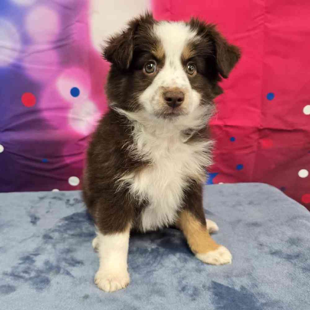 Female Mini Aussie Puppy for Sale in Virginia Beach, VA