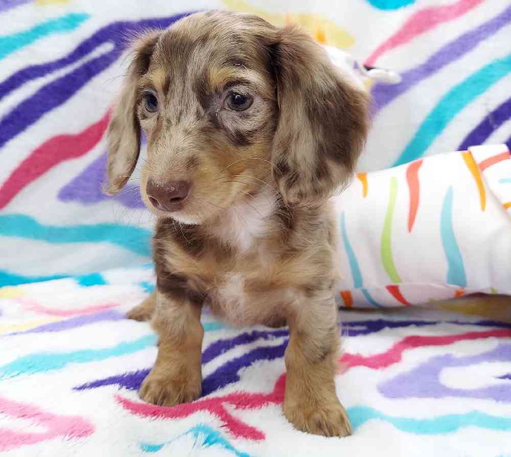 Male Dachshund Puppy for sale