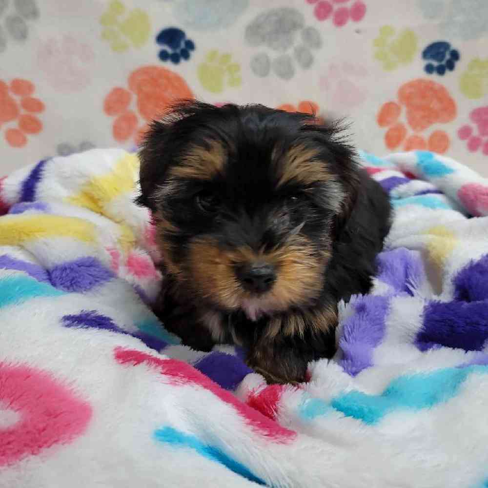 Female Morkie Puppy for Sale in Virginia Beach, VA