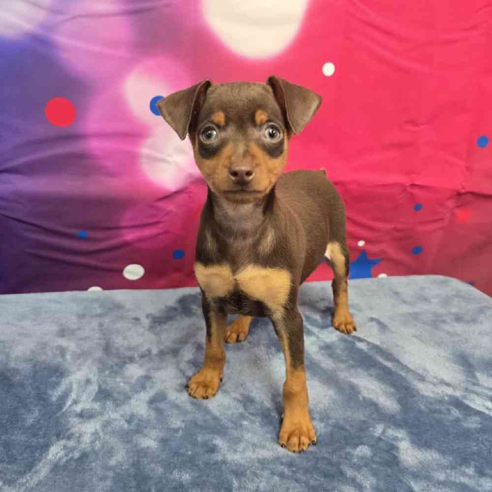 Male Min Pin Puppy for Sale in Virginia Beach, VA