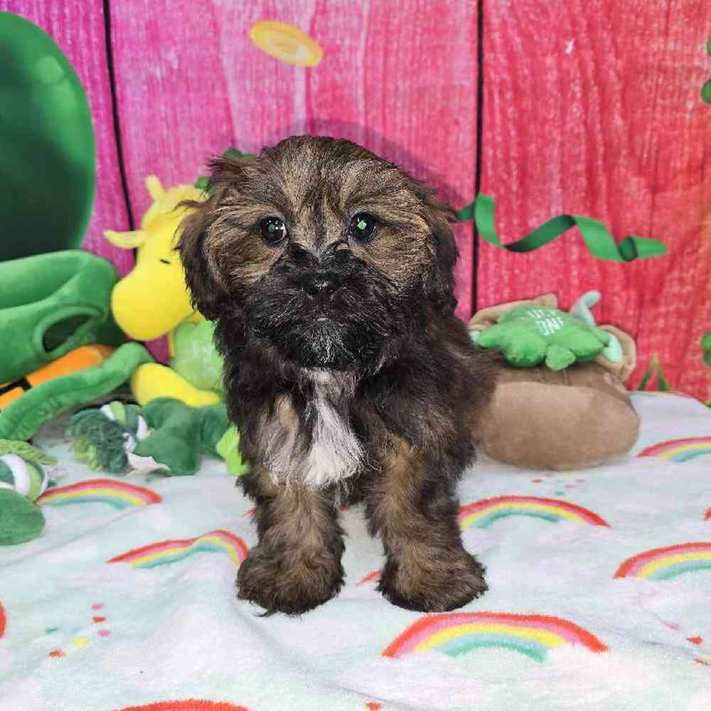 Female Shipoo Puppy for Sale in Virginia Beach, VA